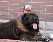 斯伦丹巴克取胜过纠结，名现胜局的简单介绍